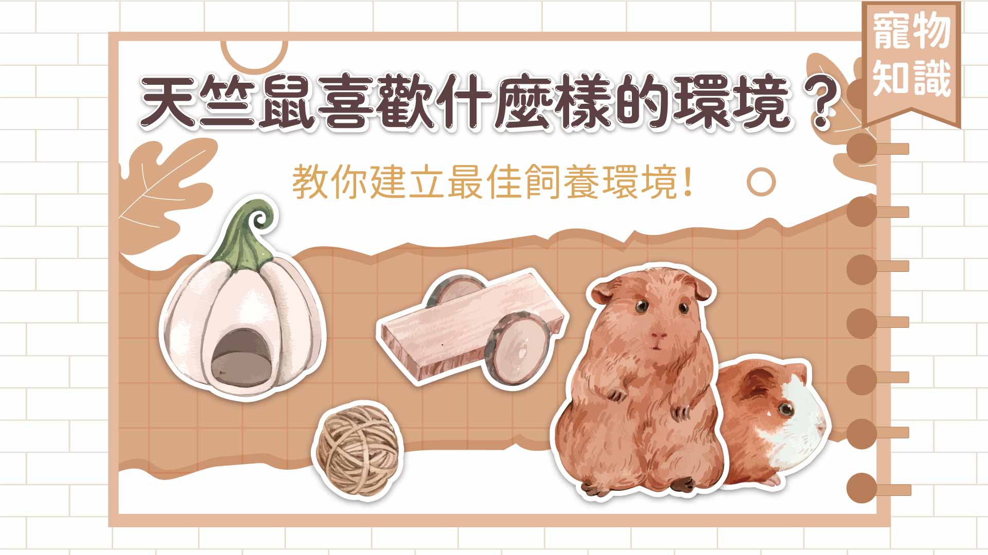 龍 貓 睡眠 時間 (99) 사진