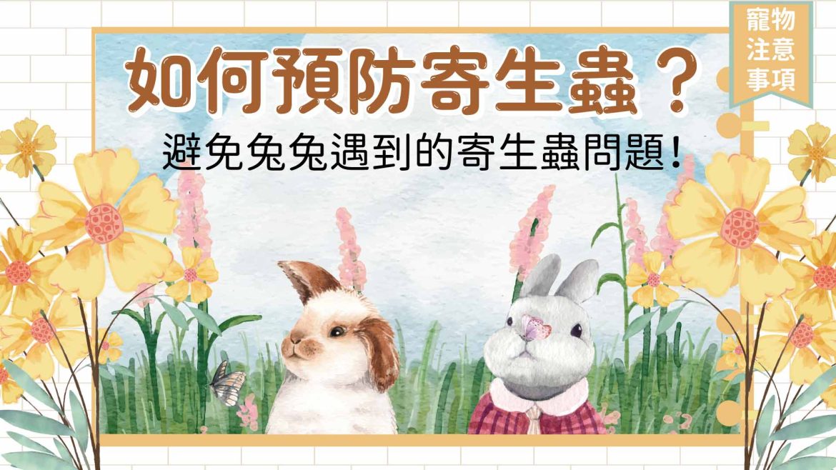 【寵物注意事項】如何預防寄生蟲？避免兔兔遇到的寄生蟲問題！