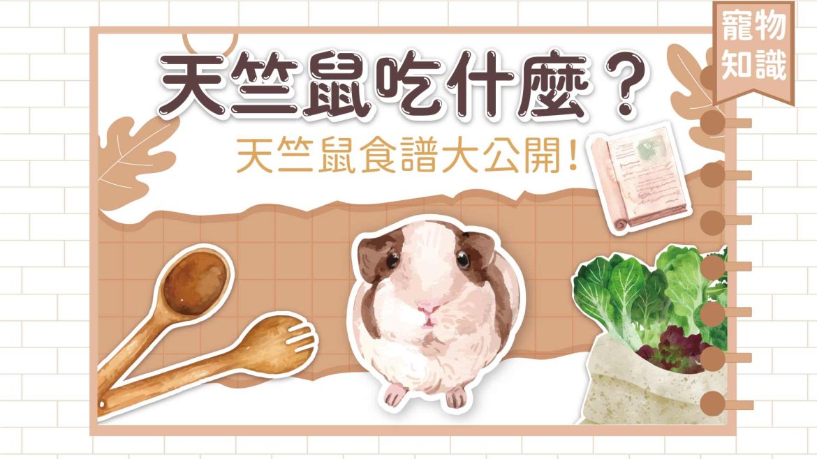 【寵物知識】天竺鼠吃什麼？天竺鼠食譜大公開！