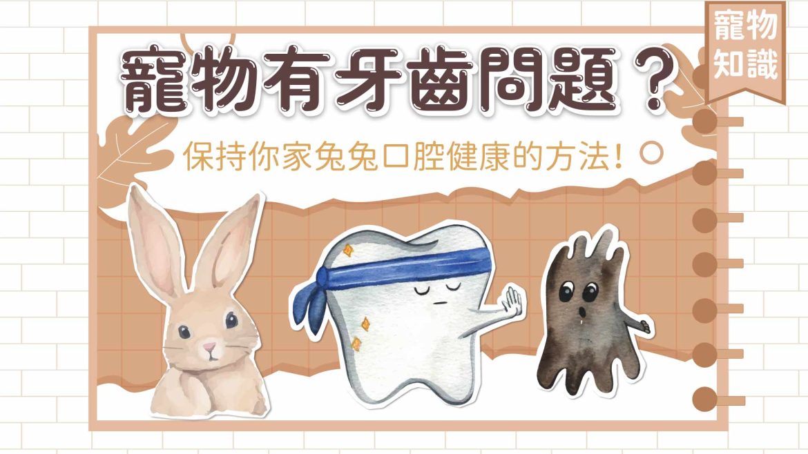 【寵物知識】寵物有牙齒問題？保持你家兔兔口腔健康的方法！