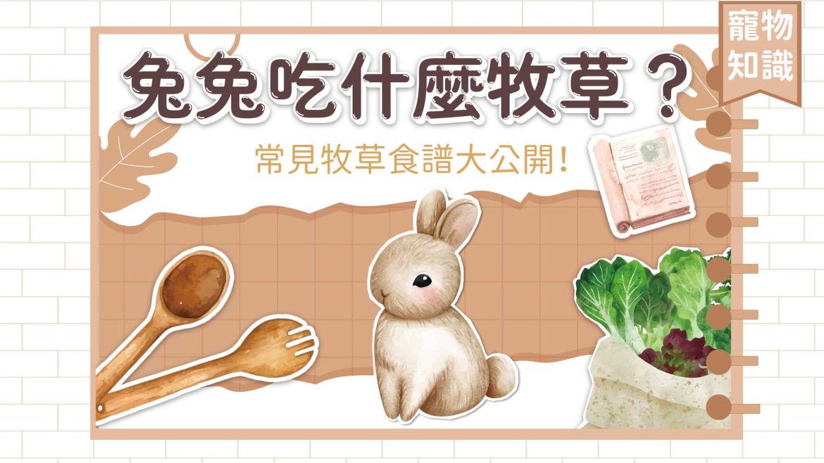 兔兔吃什麼牧草？常見牧草食譜大公開！