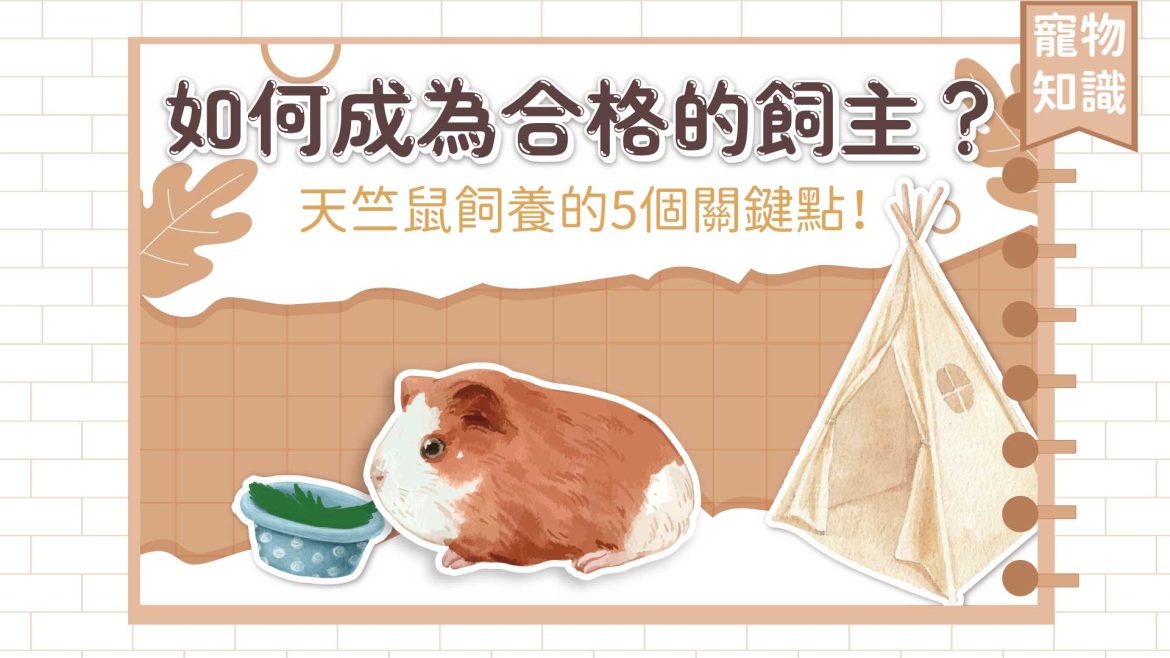 如何成為合格的飼主？天竺鼠飼養的5個關鍵點！