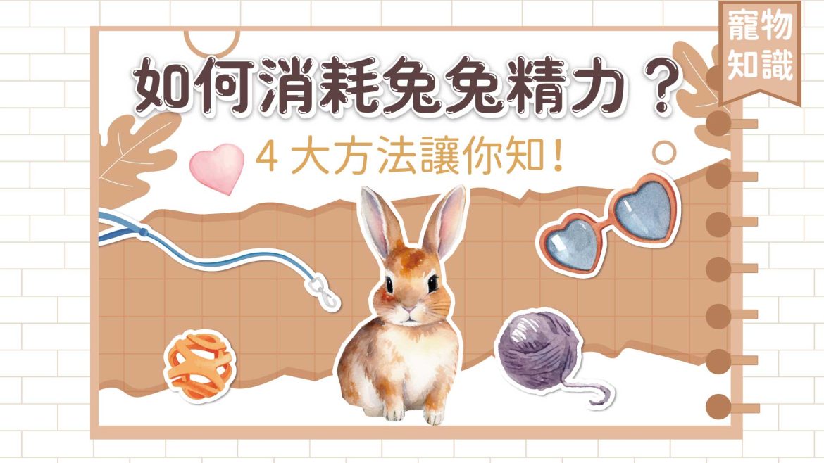 如何消耗兔兔精力？4-大方法讓你知！