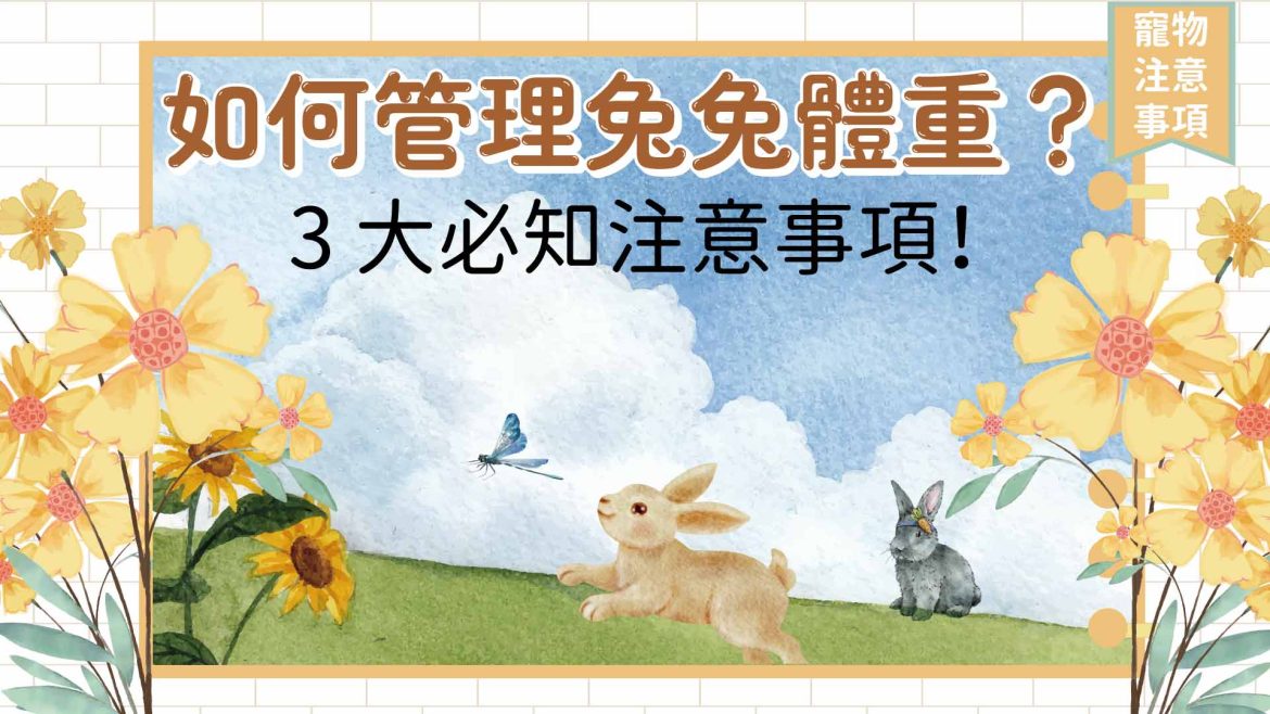 如何管理兔兔體重？3 大必知注意事項！