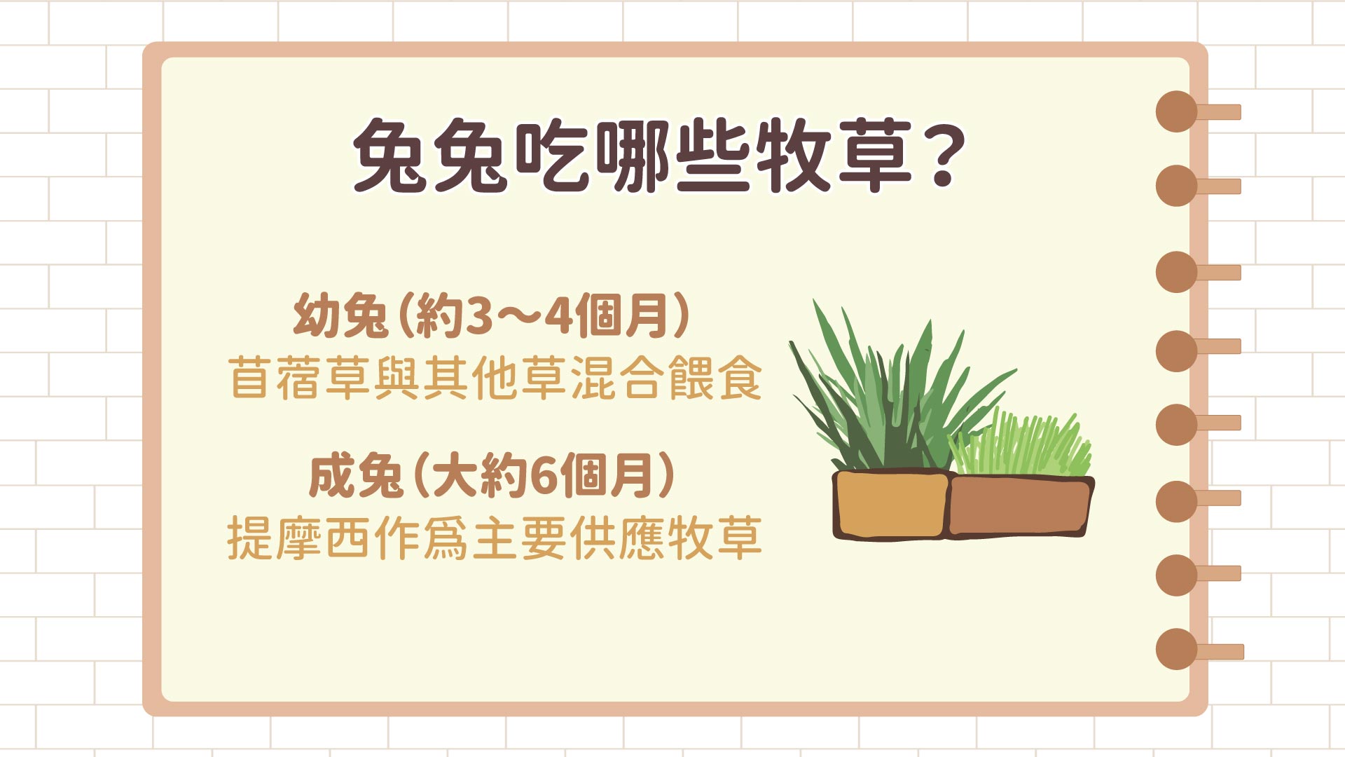 兔兔吃哪些牧草？