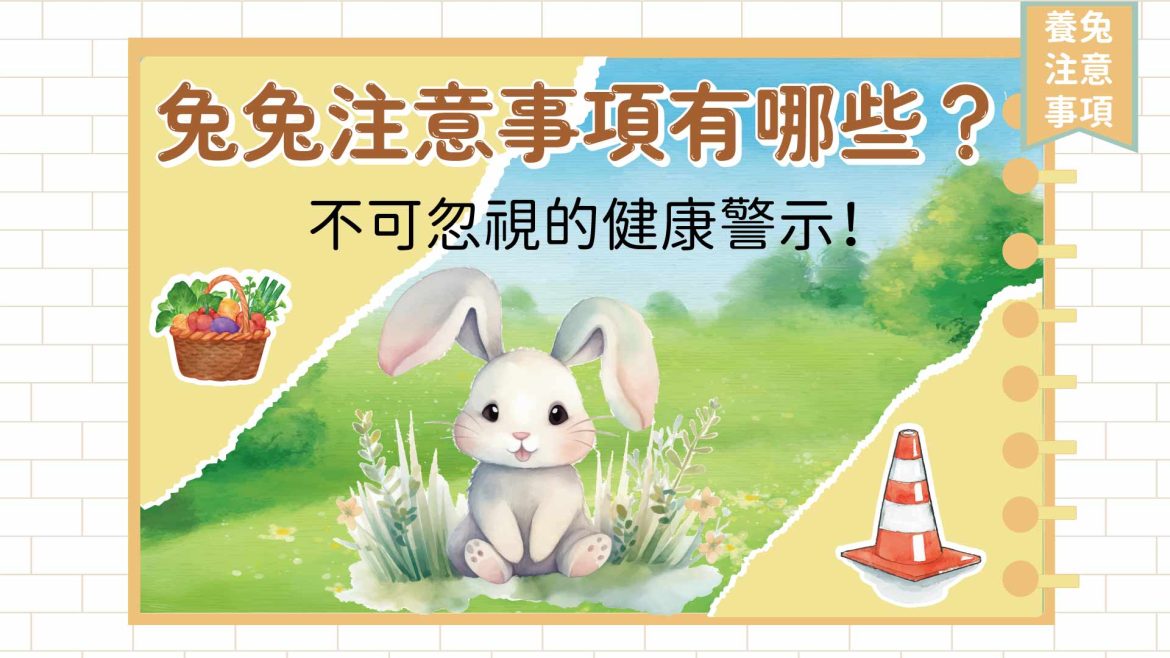 兔兔注意事項有哪些？不可忽視的健康警示！