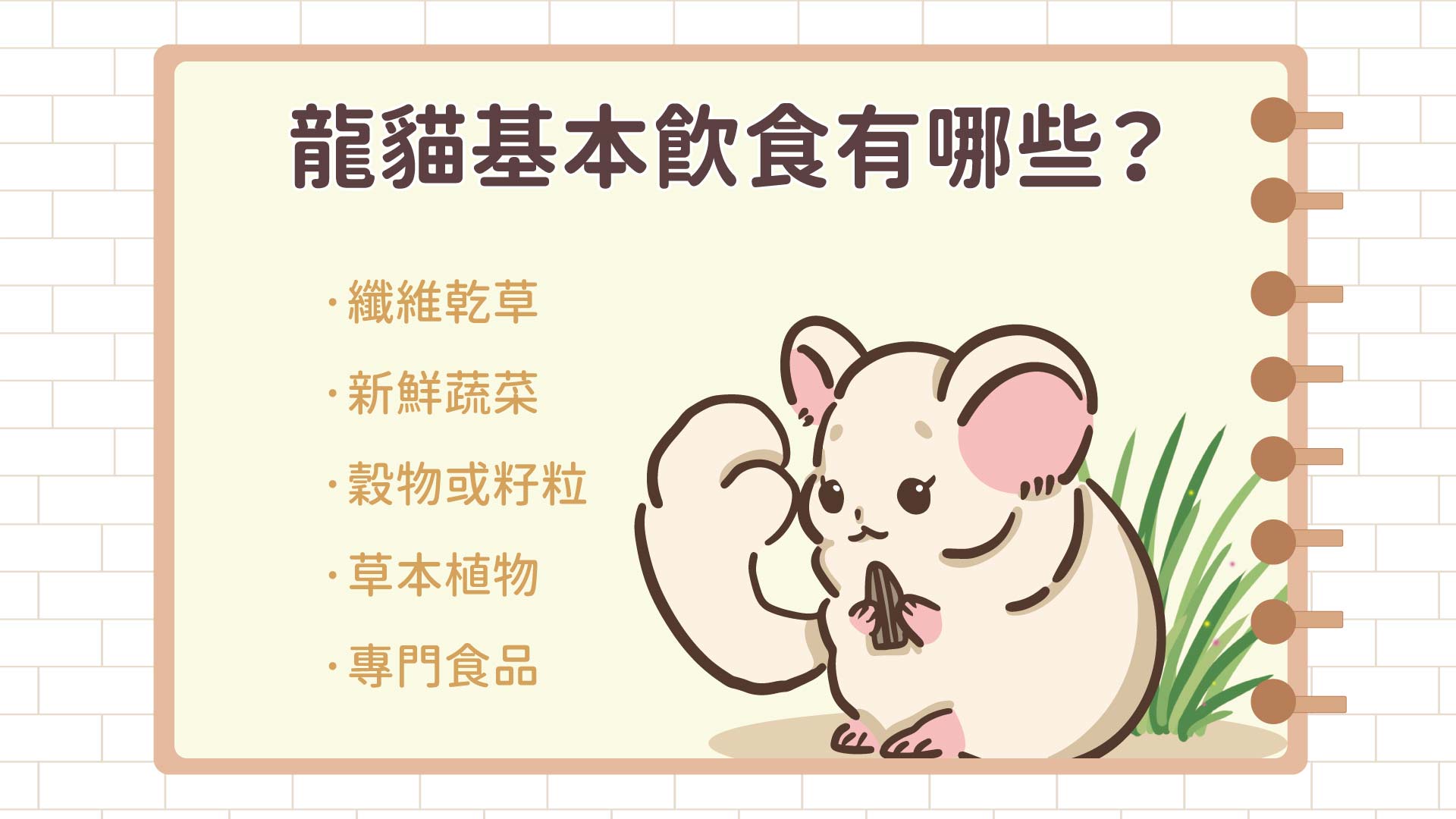 寵物知識】龍貓吃什麼？帶你認識龍貓食譜！ – 草食紀｜兔子龍貓天竺鼠生活、飲食、教養、保健、疾病百科全書